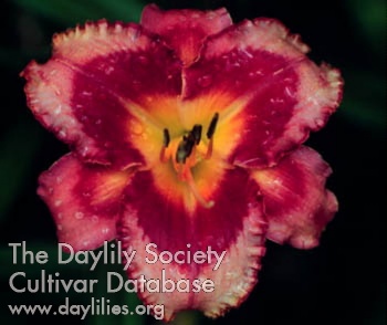 Daylily Caught by Surprise